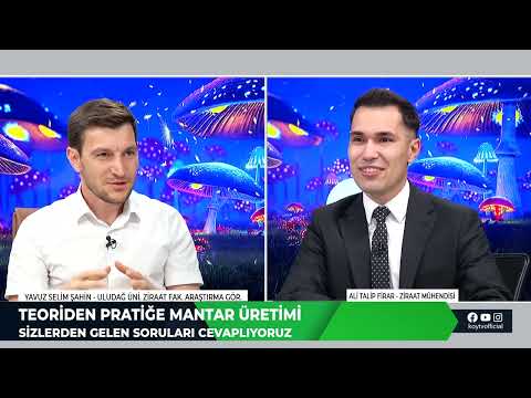 İSTİRİDYE MANTARI YETİŞTİRİCİLİĞİNDE PİN TETİKLEME DÖNEMİ | TEORİDEN PRATİĞE MANTAR ÜRETİMİ