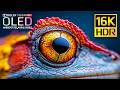 Epic 16K 120fps Video BEST HDR Nature Dolby Vision OLED Showcase 4K Video 8K Ultra HD TV