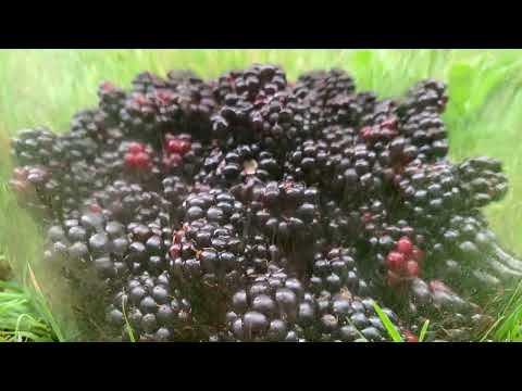 Blackberry mead recipe 4.5 litters (uk demijohn)