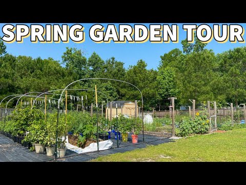 MASSIVE Spring GARDEN TOUR: You Won't Believe The Growth!