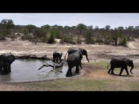 Djuma: Elephant herd comes for a drink - 10:36 - 11/24/18