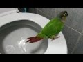 Yo Yo Green Cheek Conure Poo Poo In Toilet