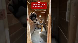 Download lagu AiKOCAK : MAJANYA KETOK PINTU DULU SEBELUM MASUK #funny #alurfilm #lucu #kocak mp3