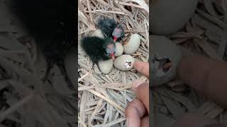 Download lagu The mandar batu bird's nest looks like this mp3