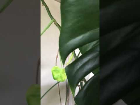 挿し木によるモンステラの繁殖: ステップバイステップ 植物