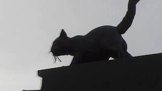 Trip to Estonia Tallinn HD .