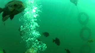 preview picture of video 'Scuba Diving Gilboa Quarry 07-27-12'