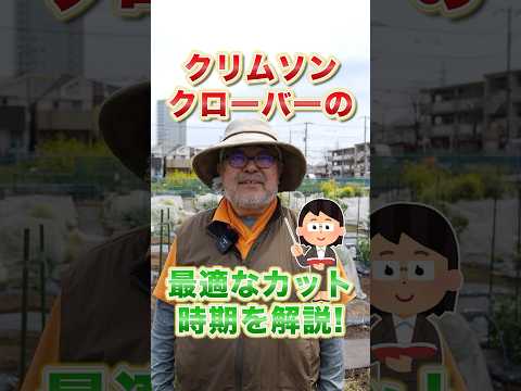 菜園の輪作計画：メリットは何ですか？  庭園