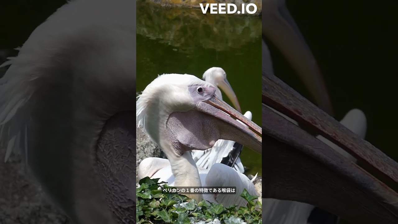 ペリカンがいかちぃ #shorts #ペリカン