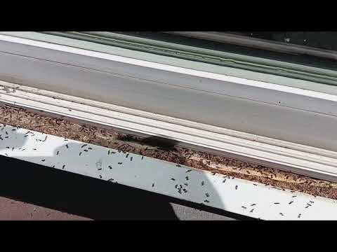 Ants Harbor Under the Sliding Glass Door in Matawan, NJ