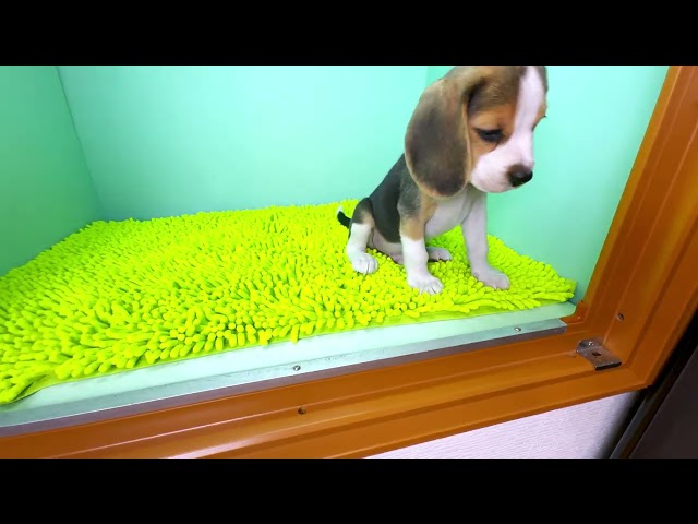 (子犬) 犬種：ビーグル 男の子 ブリーダー マロニエケンネル　MARRONNIER KENNEL k3751の画像