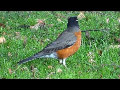 American Robin Catches Fat Worm