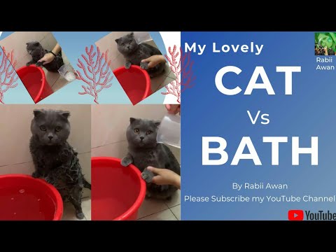 Cat Vs Bath || Rabii Awan