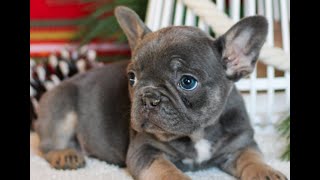 Video preview image #1 French Bulldog Puppy For Sale in LITITZ, PA, USA