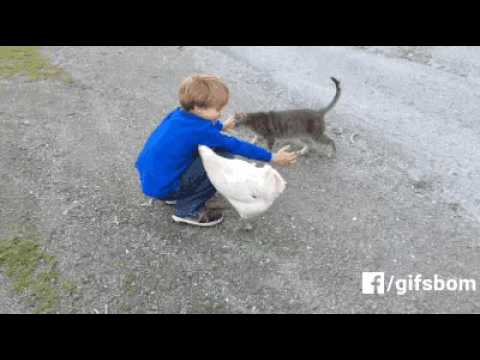 download lagu mp3 mp4 Gatas Galinhas, download mp3 Gatas Galinhas free download, download mp3 Gatas Galinhas