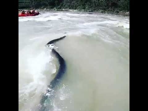 Rishikesh river rafting , Snake in River🐍 #rishikeshriverrafting #laxmanjhula #uttrakhand #rishikesh
