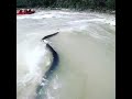 Rishikesh River Rafting Snake In River Rishikeshriverrafting Laxmanjhula Uttrakhand Rishikesh