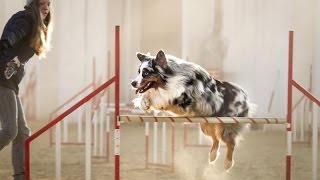Agility training-australian shepherd Charlie