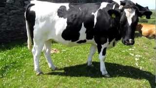 preview picture of video 'Holsteins cow, Leacanabuaile Fort, Ring of Kerry, County Kerry, Ireland, Europe'