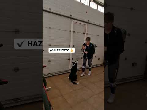 como colocar arnes para perros