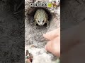 Trending Funny Comedy Youtubeshorts Frog Attack The Women Viralvideo