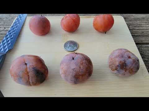 Persimmon Review and History Meader and Osage American Persimmons