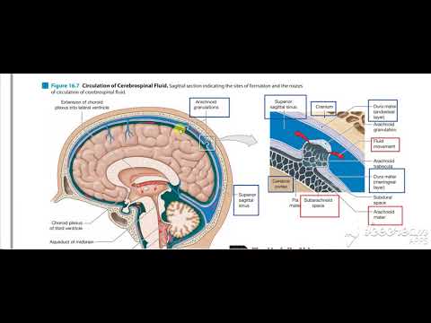Dural venous sinuses 4