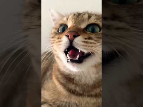 kitten meowing to attract cats