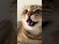 Kitten Meowing To Attract Cats