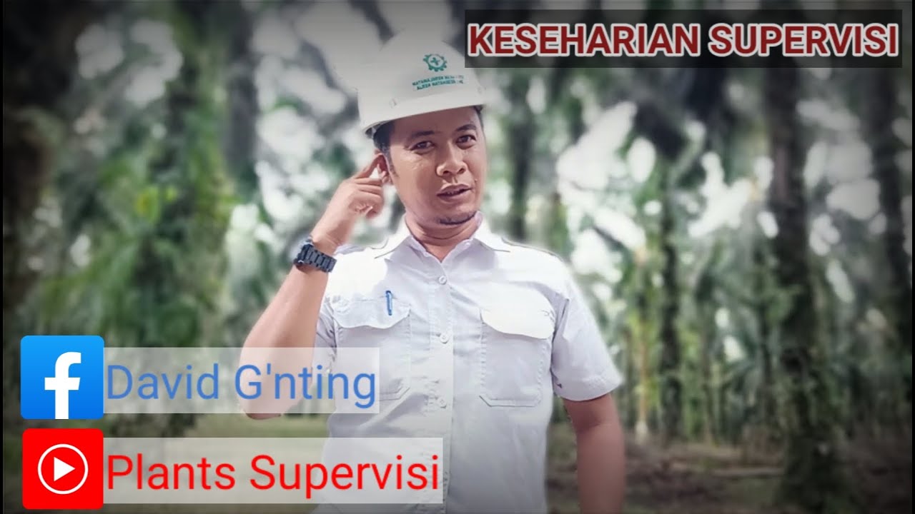 Tugas asisten kebun sawit dalam pengawasan panen