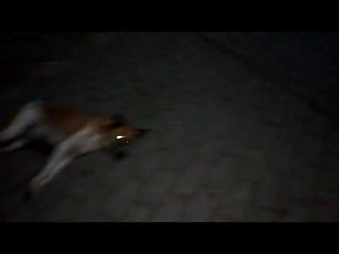 # Our Beloved Stray Dogs of Dhubri# Beloved Dogs Sleeping|| Sleeping Dogs in The Street|