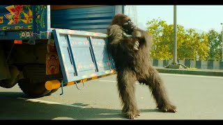 Hello Charlie | Gorilla Truck Pushing Scene | Comedy Scene 🤣😂 | #hellocharile #comedy #comedyscene