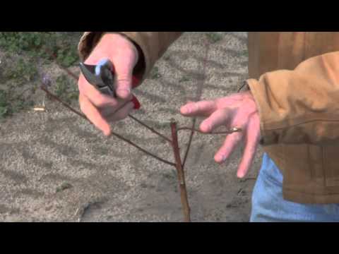 image-What are hanger shoots on a peach tree?