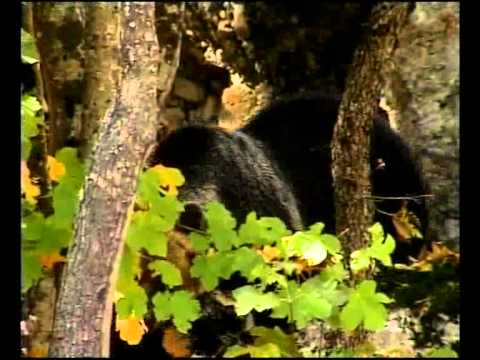 ONDA TG 17.12.2013 - 150 MILA FIRME CONTRO LA PERIMETRAZIONE DEL MONTE SIRENTE