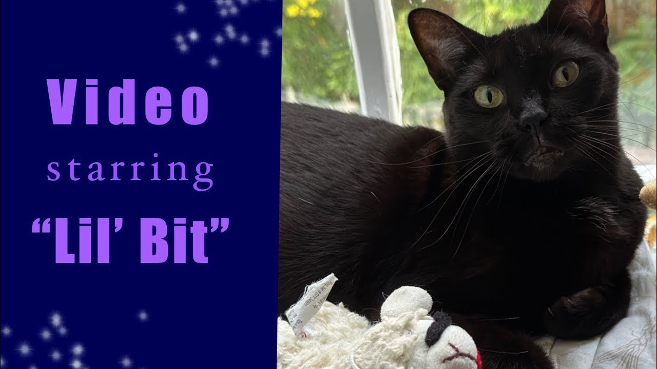 Enlarge Lil’ Bit (Watch video) sweet girl !!, a ADOPTABLE Domestic Short Hair in Deland, FL video 4/5