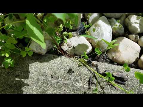 Garden Full of Ants in Manalapan, NJ