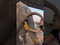 This Is How The Elephant Poop Animals Rise Animals Safari Animal Cow Safarijourney
