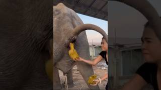 This is how the elephant poop 💩 #animals_rise #animals #safari #animal #cow #safarijourney