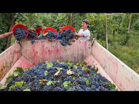How to produce millions of vines   Grape Seedlings Production   Harvesting and processing grape