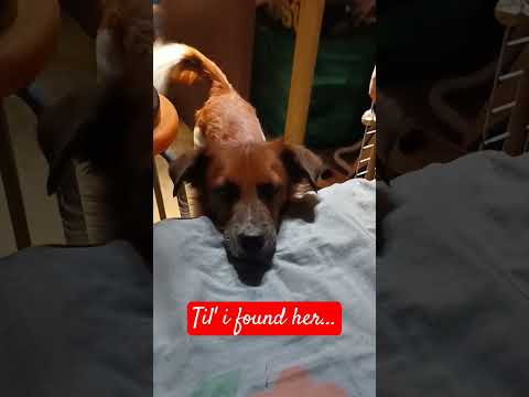 #puppylove #untilifoundyou #dogs