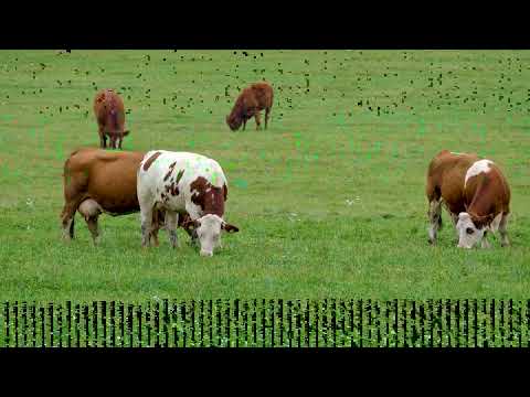 Animals Of The World andUltimate Wild Animals Collection 4K 190429 02 Hare UHD 02.