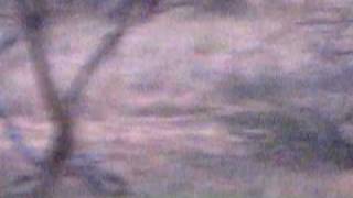 Berna 10 Point Deer Albany, TX