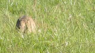 Coyote behind the house today