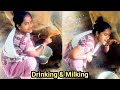 Milking Cow By Hand
