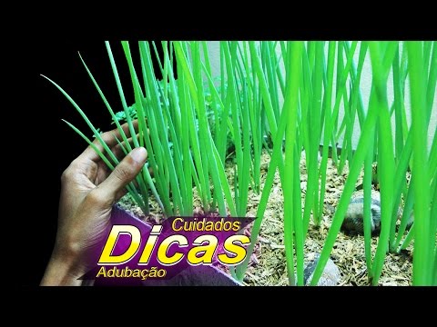 , title : 'Como Cultivar Cebolinha |DICAS, CUIDADOS, ADUBAÇÃO|'