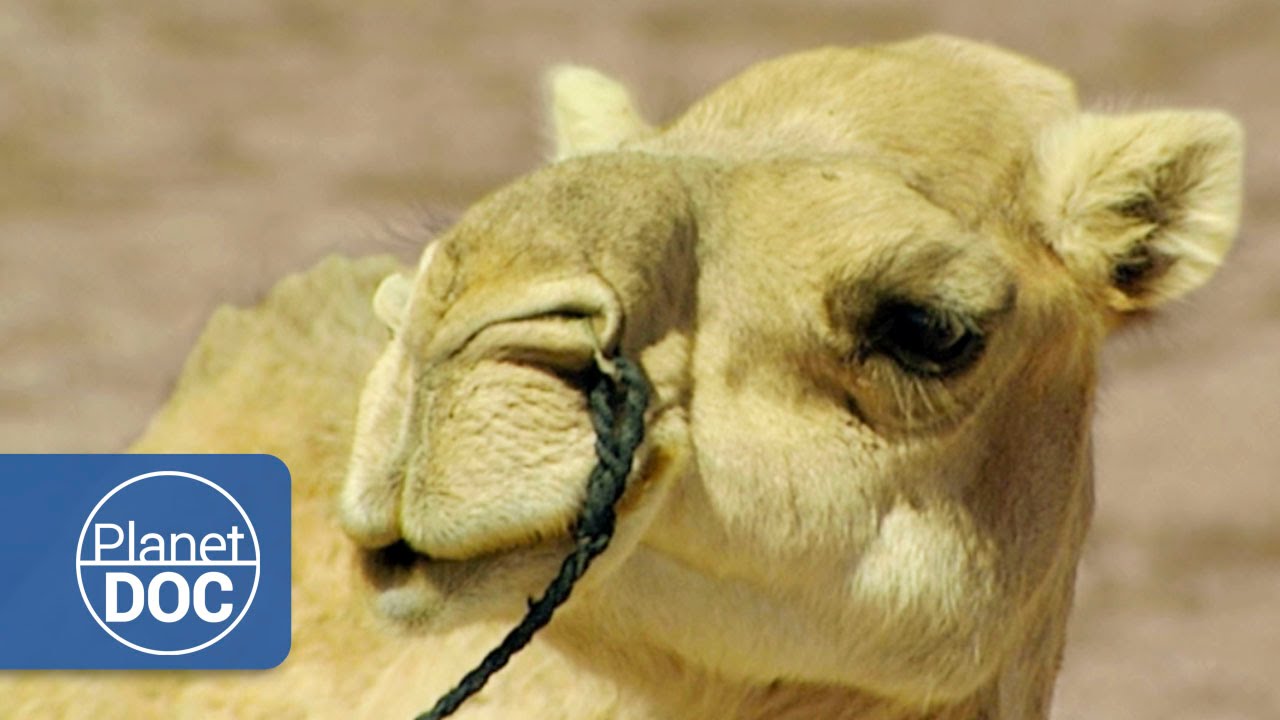 The 7 Best Documentaries About Camels