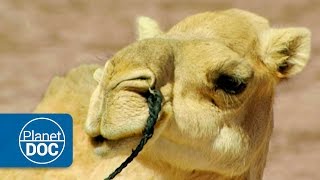 Camels and Dromedaries | Nomads of the Sahara