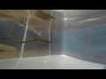 Nile Monitor Swimming Underwater