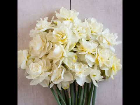 "Broken flowers" soundtrack (a film by Jim Jarmusch) — G. Faure - Requiem in D minor, Op. 48