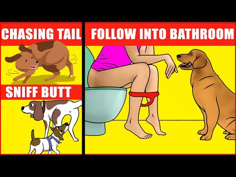 Why Dogs Follow You Everywhere and 14 Other Dog Behaviors Explained
